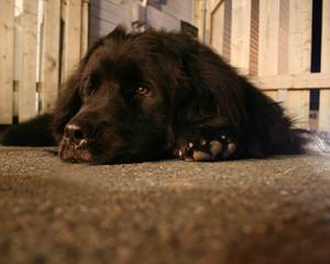 Moose Peak Newfoundlands - Dog Breeders