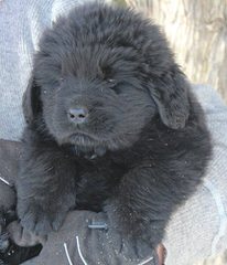 Moose Peak Newfoundlands - Dog and Puppy Pictures
