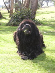 Moose Peak Newfoundlands - Dog Breeders