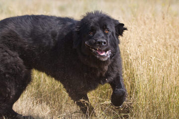 Elite Newfoundlands - Dog and Puppy Pictures