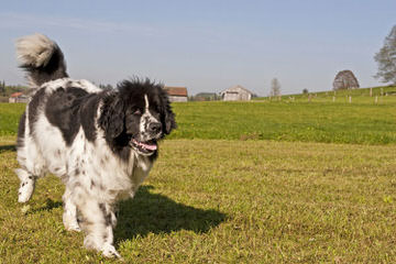 Bigfoot Newfoundlands - Dog Breeders