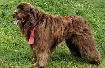 Surcouf Newfoundlands - Dog and Puppy Pictures