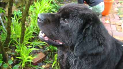 Surcouf Newfoundlands - Dog Breeders