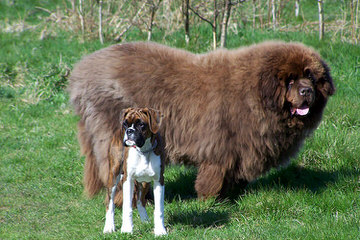 Puppys For The Family - Dog Breeders