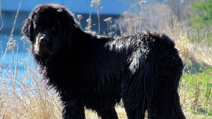 Rockmere Newfoundlands - Dog and Puppy Pictures