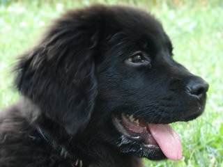 Surcouf Newfoundlands - Dog Breeders