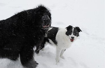 Rockmere Newfoundlands - Dog Breeders