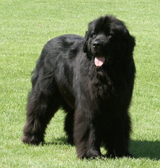 Moose Peak Newfoundlands - Dog and Puppy Pictures