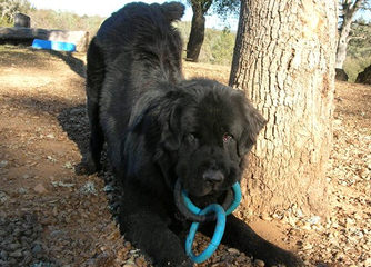 Babyboomers Newfoundland Dogs - Dog Breeders