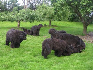 Elite Newfoundlands - Dog Breeders