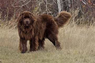 Voyager Newfoundlands - Dog and Puppy Pictures