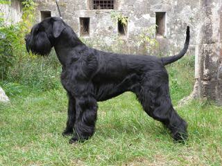Blackbeary Kennels - Dog Breeders