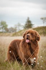 Surcouf Newfoundlands - Dog Breeders