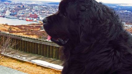 Voyager Newfoundlands - Dog Breeders