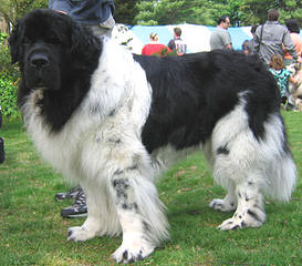 Surcouf Newfoundlands - Dog and Puppy Pictures