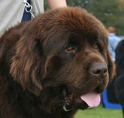 Fox River Kennel - Dog Breeders