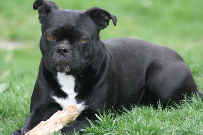 Olde Boston Bulldogge Dogs and Puppies