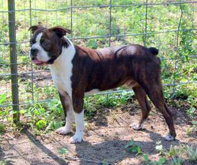 olde boston bulldogge puppies for sale near me