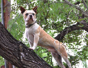 Noble Boston Bulldogges - Dog Breeders