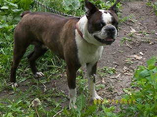 Noble Boston Bulldogges - Dog Breeders