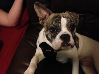 Sailor Jerry’s bulldogs - Dog and Puppy Pictures