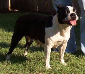 Olde Boston Bulldogs - Dog and Puppy Pictures