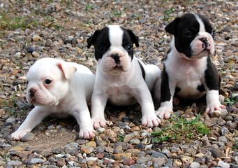 Noble Boston Bulldogges - Dog Breeders