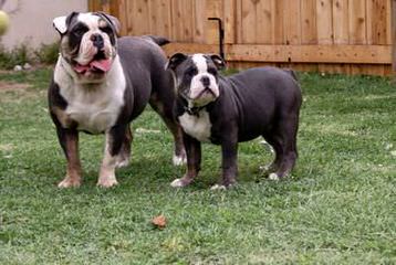 Raging Bulldogges - Dog Breeders