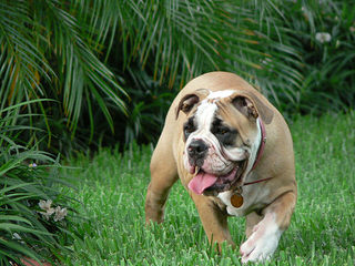 Olde Boston Bulldogs - Dog and Puppy Pictures