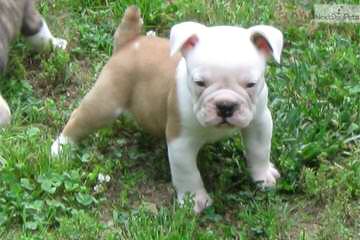 Olde Boston Bulldogs - Dog Breeders