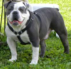 Olde Boston Bulldogs - Dog and Puppy Pictures