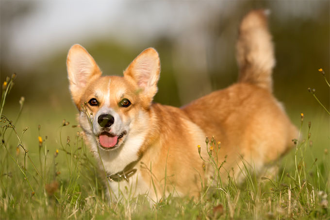 Pembroke Welsh Corgi Dogs and Puppies