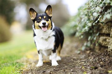 Andrews Pembroke Welsh Corgi’s - Dog Breeders