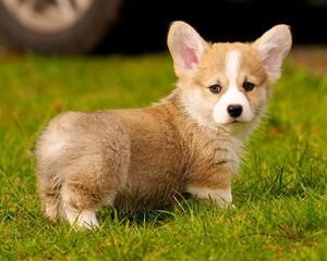 Welsh Corgi - Dog and Puppy Pictures