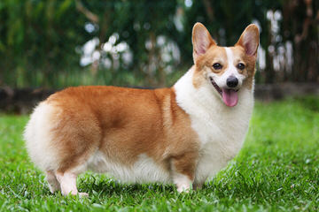 Welsh Corgi - Dog Breeders