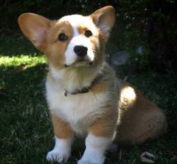 Tailwind Corgis - Dog Breeders