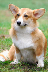 Akc Pem. Welsh Corgis - Dog and Puppy Pictures