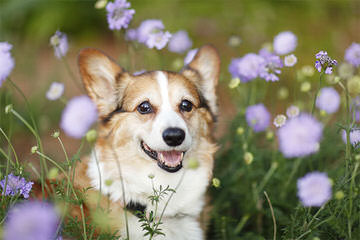 Shooting Star Farm Corgis - Dog Breeders