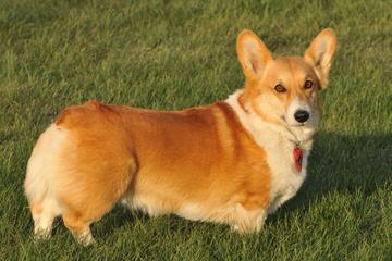 Pembroke Welsh Corgi Breeder - Dog and Puppy Pictures