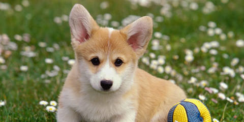 Pembroke Welsh Corgis - Dog Breeders