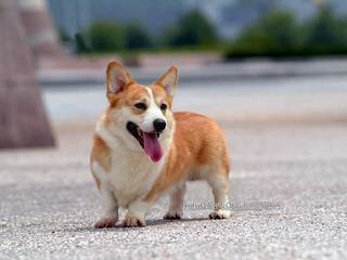 Rockin D Welsh Corgis - Dog and Puppy Pictures