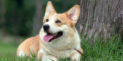 Pembroke Welsh Corgi Breeder - Dog Breeders