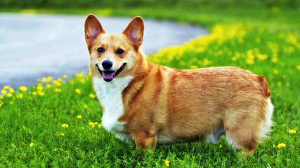 Pembroke Welsh Corgi Breeder - Dog and Puppy Pictures