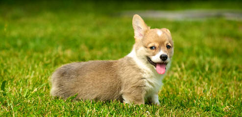 Djcorgis Kennel - Dog Breeders