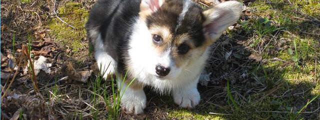 Pembroke Welsh Corgi Breeder - Dog and Puppy Pictures