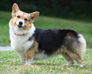 Windy Corner Corgis N Aussies Too - Dog and Puppy Pictures