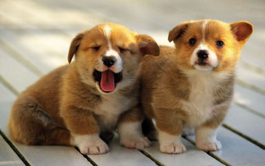 Pem Starr Corgis - Dog and Puppy Pictures