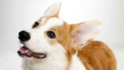 Welsh Corgi - Dog and Puppy Pictures