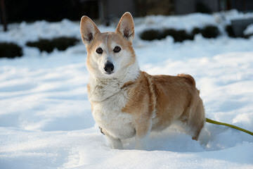 Caroline’s Corgis - Dog Breeders