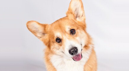 Pembroke Welsh Corgi,S - Dog Breeders